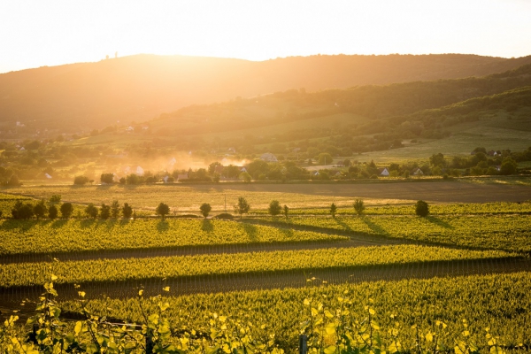 Vill&aacute;nyi Borvid&eacute;k